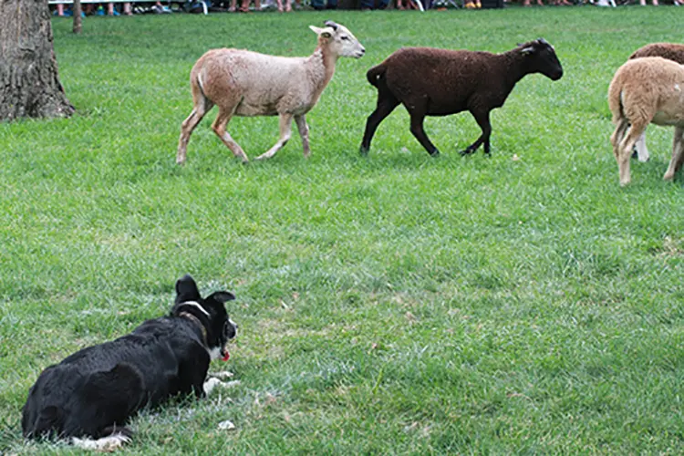 Sheep Dog